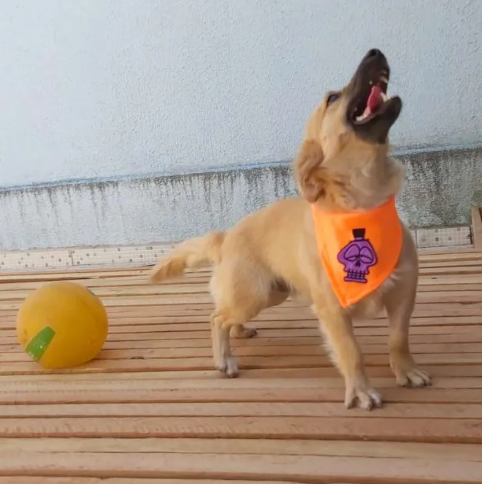 Cachorro ra a srd idade 1 ano nome Max