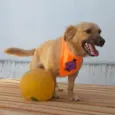 Max