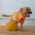Max
