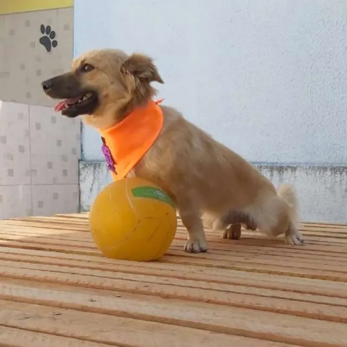 Cachorro ra a srd idade 1 ano nome Max