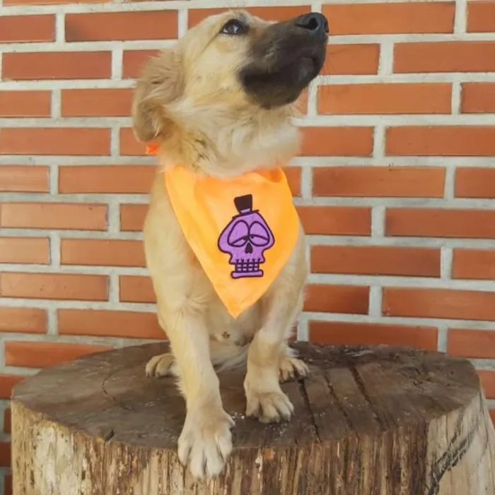 Cachorro ra a srd idade 1 ano nome Max