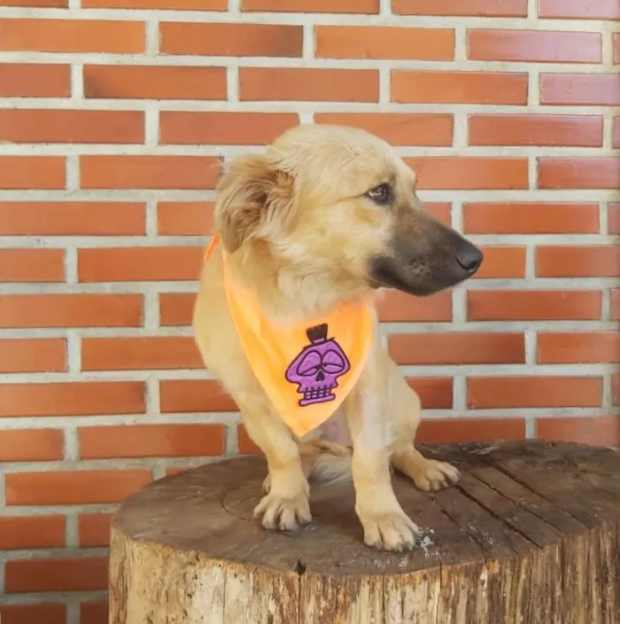 Cachorro ra a srd idade 1 ano nome Max