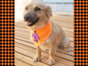 Cachorro raça srd idade 1 ano nome Max