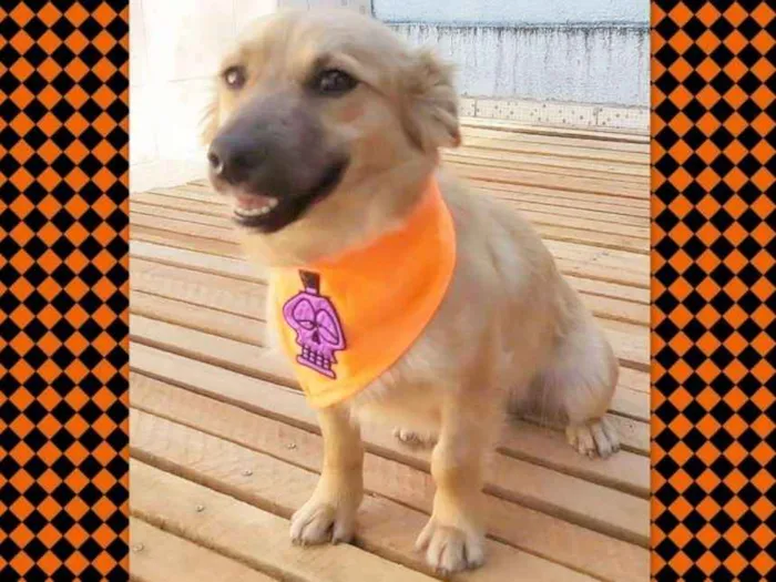 Cachorro ra a srd idade 1 ano nome Max