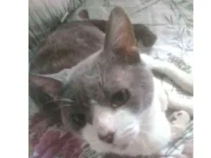 Gato raça Sem raca defenida idade 2 anos nome Magrela.e.pintada