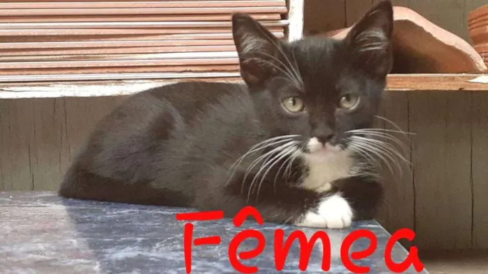 Gato ra a Srd idade 2 a 6 meses nome Chiquinha