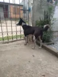 Brisa