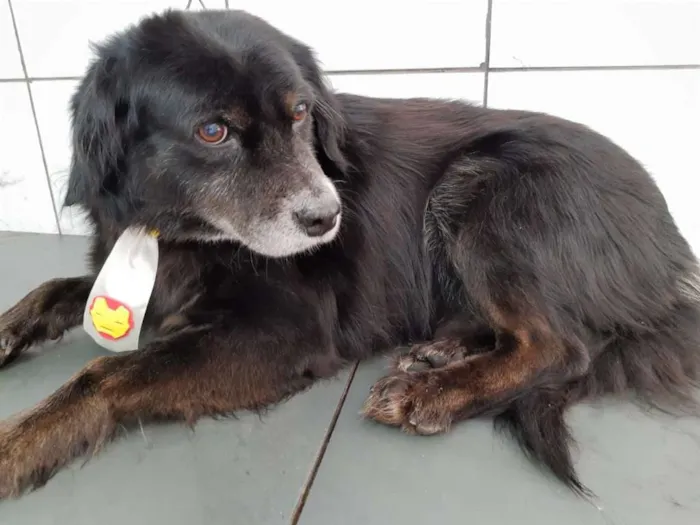 Cachorro ra a SRD idade 5 anos nome Sid