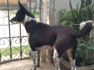 Cachorro raça Border collie idade 2 anos nome Brisa