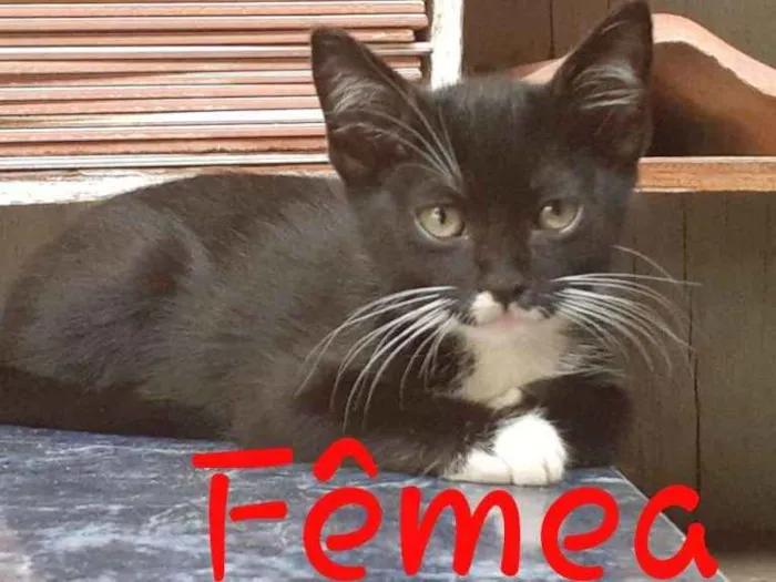 Gato ra a Srd idade 2 a 6 meses nome Chiquinha