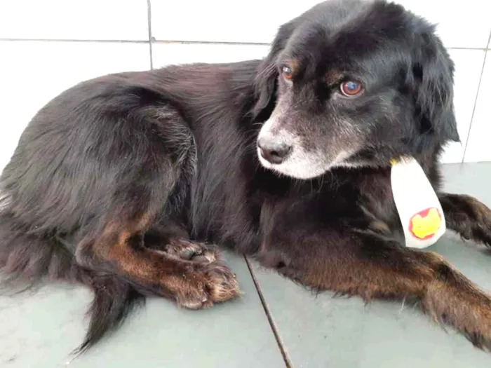 Cachorro ra a SRD idade 5 anos nome Sid