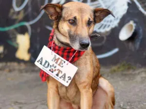 Cachorro raça Srd idade 4 anos nome Theo