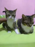 Macho e femea