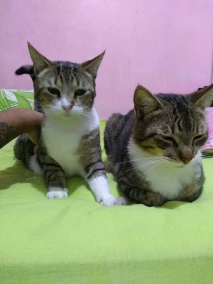 Gato ra a Nao sei idade 1 ano nome Macho e femea