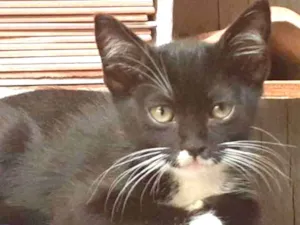 Gato raça Srd idade 2 a 6 meses nome Chiquinha