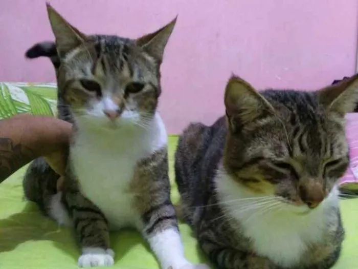Gato ra a Nao sei idade 1 ano nome Macho e femea