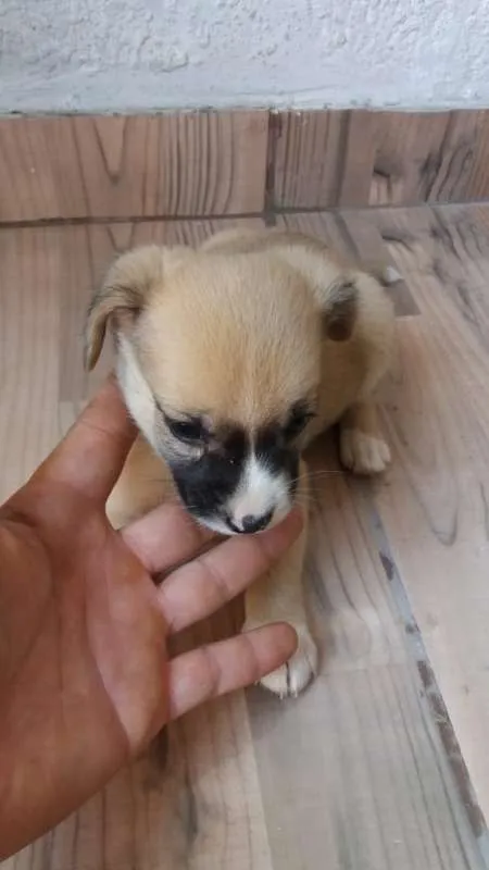 Cachorro ra a SRD idade Abaixo de 2 meses nome FILHOTES