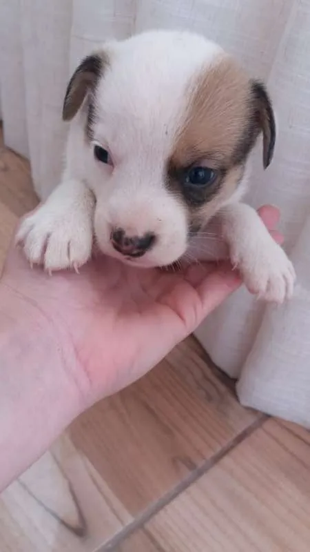 Cachorro ra a SRD idade Abaixo de 2 meses nome FILHOTES