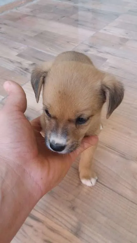 Cachorro ra a SRD idade Abaixo de 2 meses nome FILHOTES