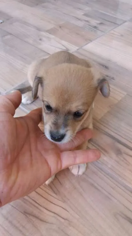 Cachorro ra a SRD idade Abaixo de 2 meses nome FILHOTES