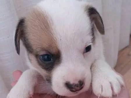 Cachorro ra a SRD idade Abaixo de 2 meses nome FILHOTES
