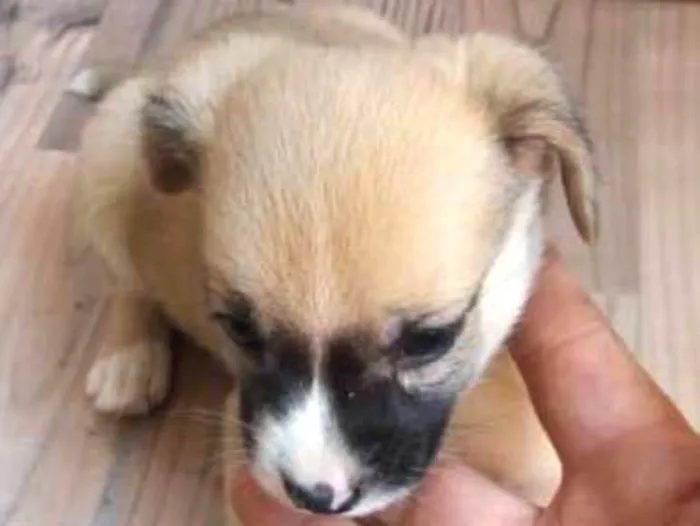 Cachorro ra a SRD idade Abaixo de 2 meses nome FILHOTES