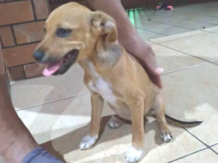 Cachorro ra a  idade 2 a 6 meses nome Sem nome
