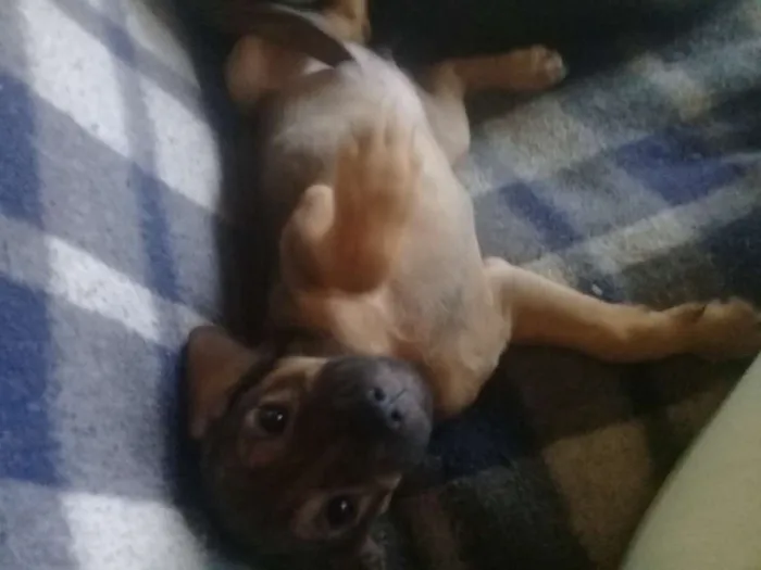 Cachorro ra a SRD idade Abaixo de 2 meses nome Não tem