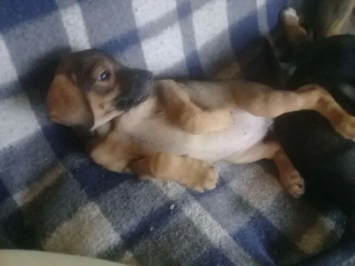 Cachorro ra a SRD idade Abaixo de 2 meses nome Não tem