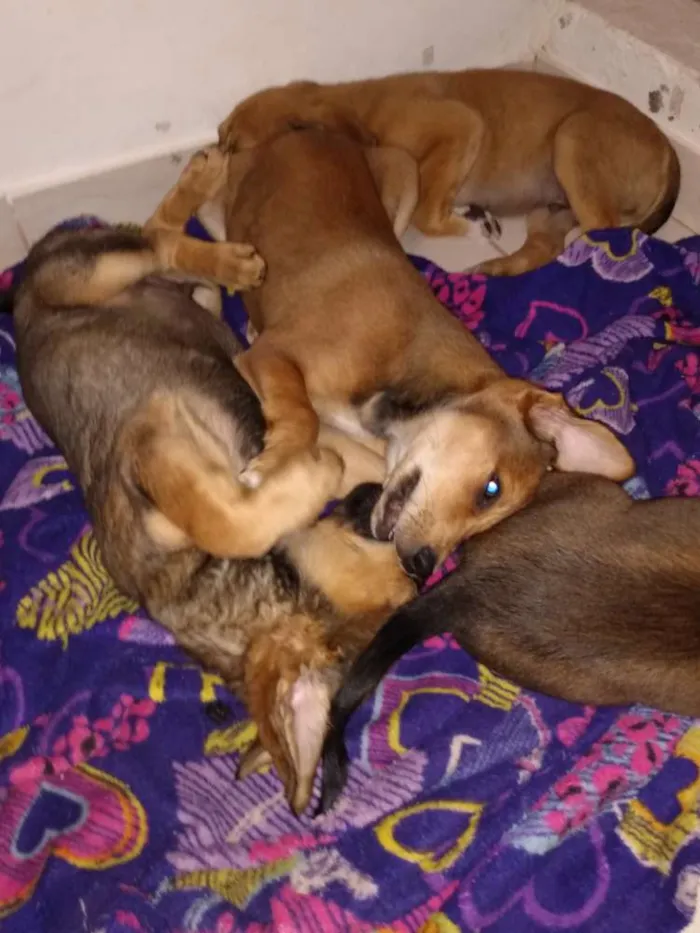 Cachorro ra a Vira lata idade 2 a 6 meses nome Sem nome