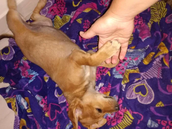 Cachorro ra a Vira lata idade 2 a 6 meses nome Sem nome