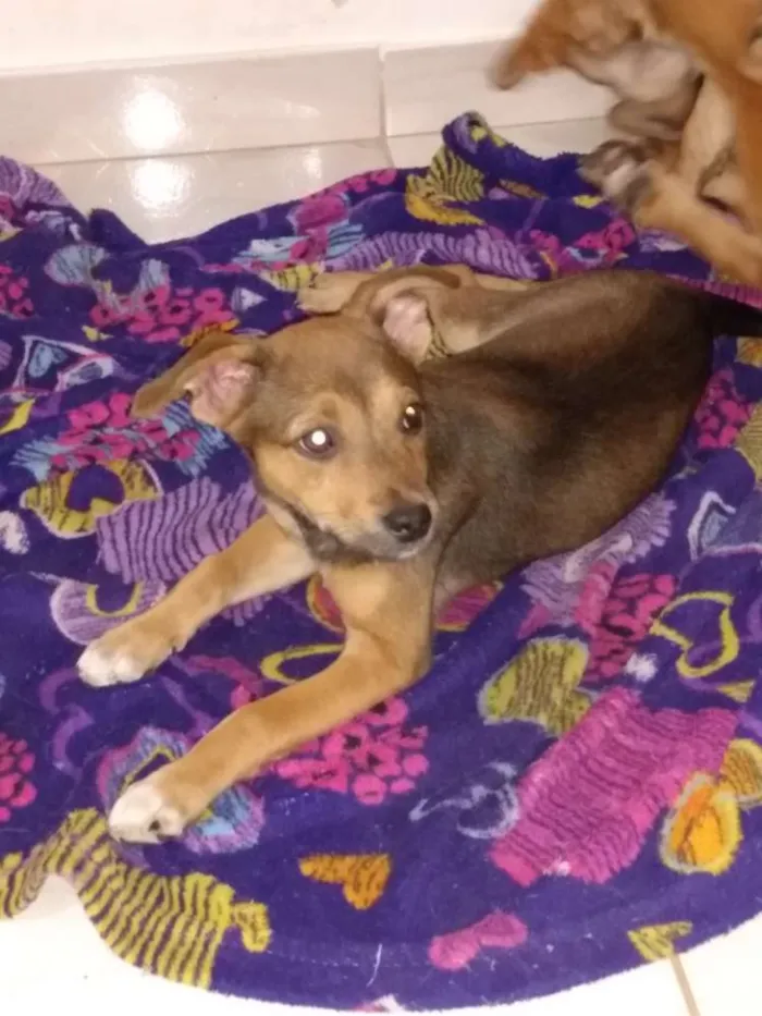 Cachorro ra a Vira lata idade 2 a 6 meses nome Sem nome