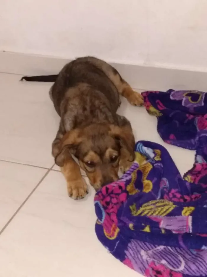 Cachorro ra a Vira lata idade 2 a 6 meses nome Sem nome