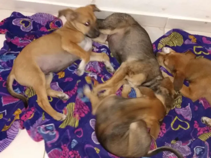 Cachorro ra a Vira lata idade 2 a 6 meses nome Sem nome
