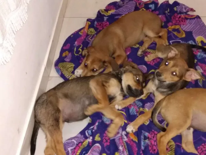 Cachorro ra a Vira lata idade 2 a 6 meses nome Sem nome