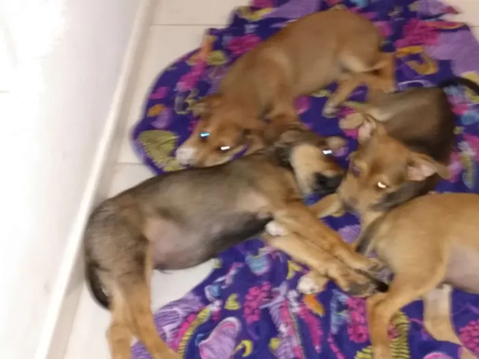 Cachorro ra a Vira lata idade 2 a 6 meses nome Sem nome