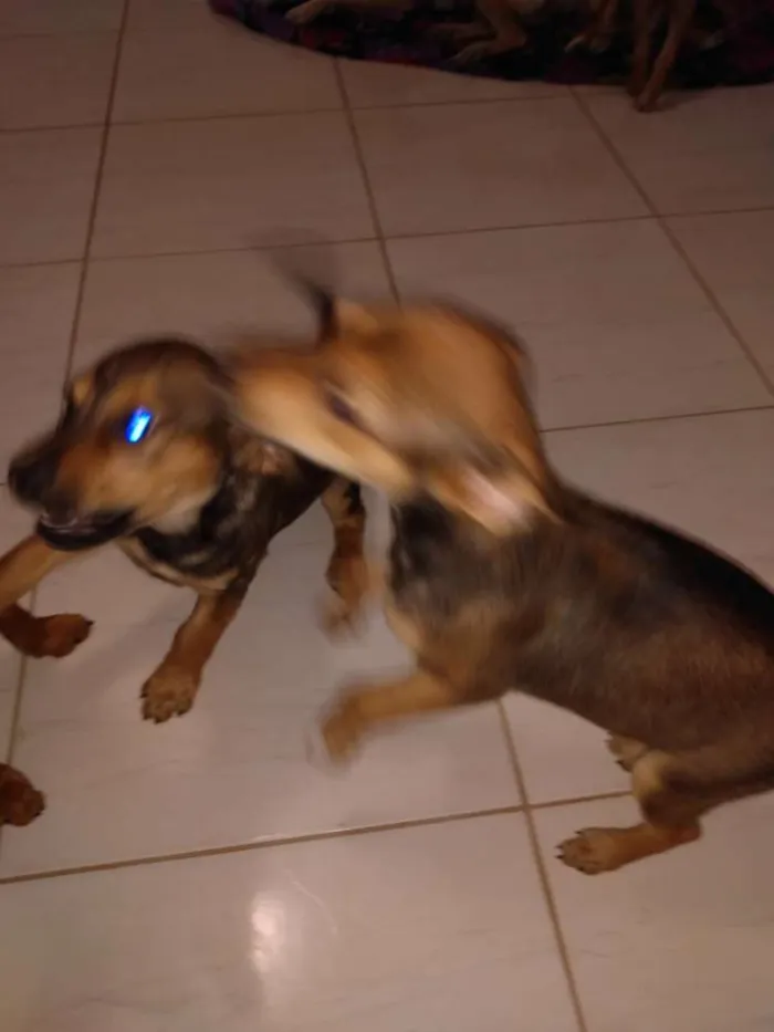Cachorro ra a Vira lata idade 2 a 6 meses nome Sem nome