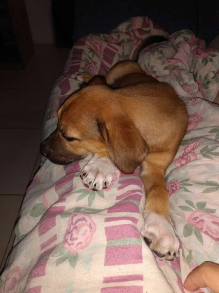 Cachorro ra a Vira lata idade 2 a 6 meses nome Sem nome