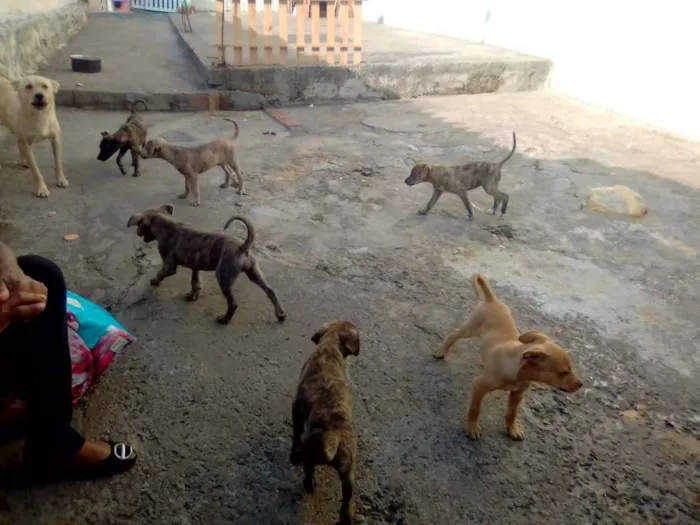 Cachorro ra a SRD idade 2 a 6 meses nome Filhotes- Urgente