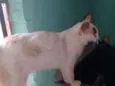 Gato