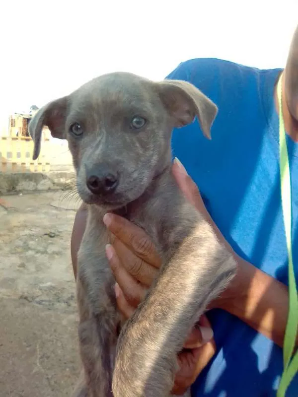 Cachorro ra a SRD idade 2 a 6 meses nome Filhotes- Urgente