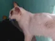 Gato