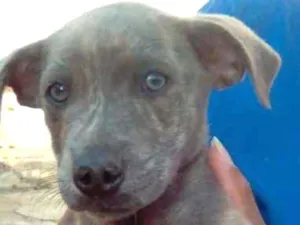 Cachorro raça SRD idade 2 a 6 meses nome Filhotes- Urgente