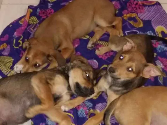 Cachorro ra a Vira lata idade 2 a 6 meses nome Sem nome