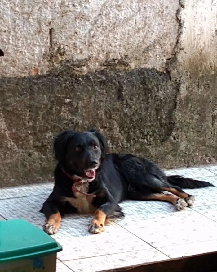 Cachorro ra a Viralata idade 3 anos nome BoBi