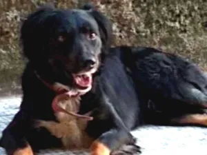 Cachorro raça Viralata idade 3 anos nome BoBi