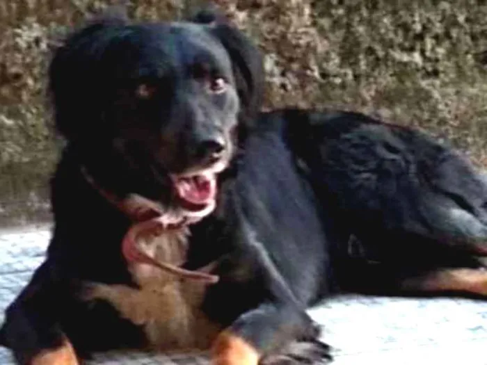 Cachorro ra a Viralata idade 3 anos nome BoBi