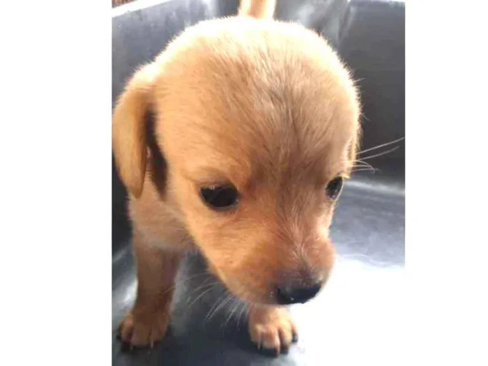 Cachorro ra a Mestiço idade Abaixo de 2 meses nome Bebê