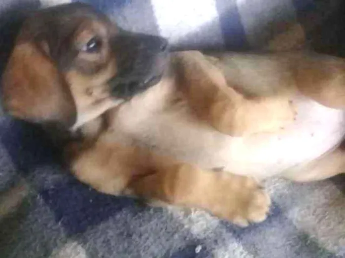 Cachorro ra a SRD idade Abaixo de 2 meses nome Não tem