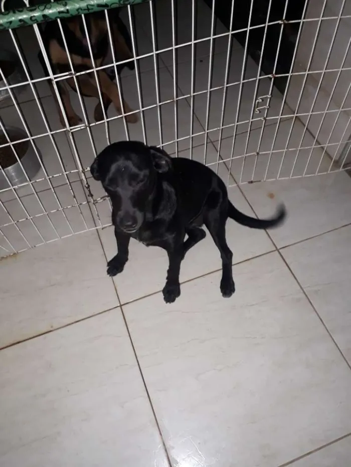 Cachorro ra a Vira lata idade 1 ano nome Onix